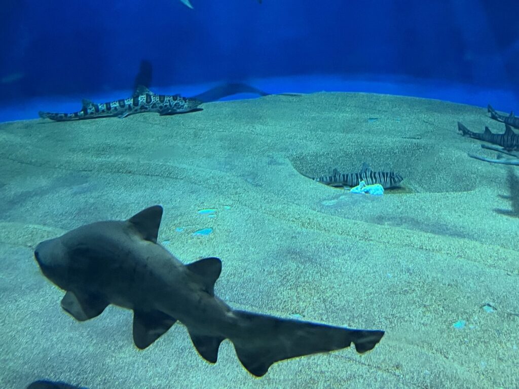 アクアワールド大洗水族館のサメの水槽