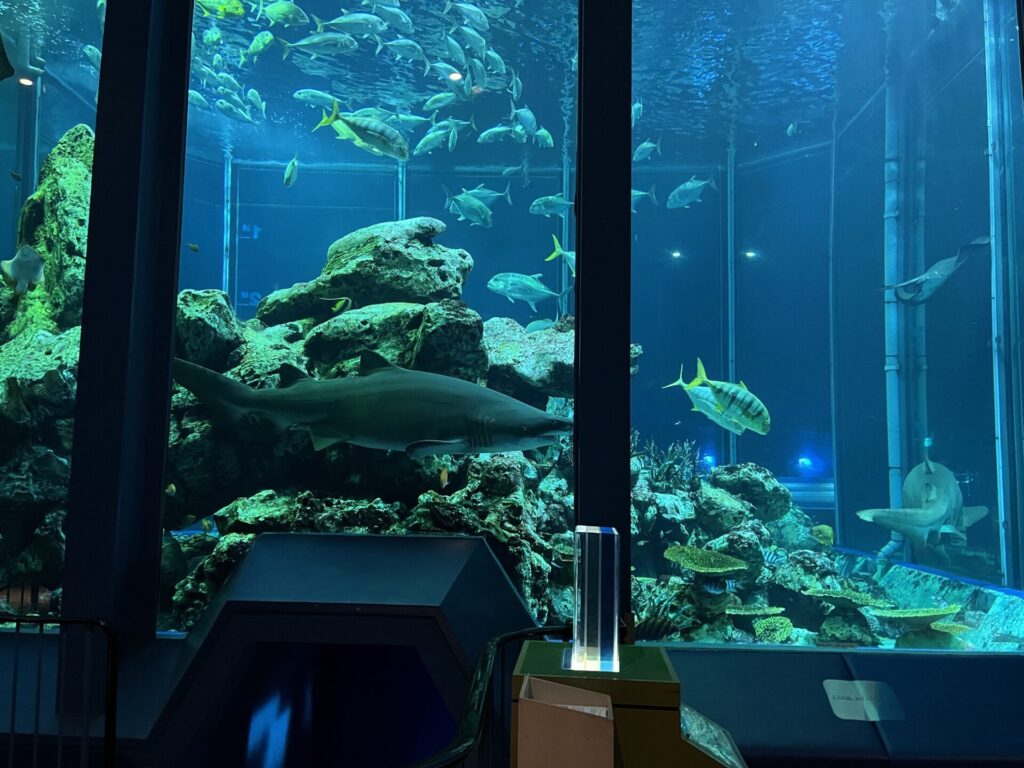 東海大学海洋科学博物館の大水槽