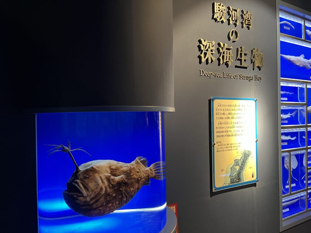 東海大学海洋科学博物館の駿河湾の深海生物