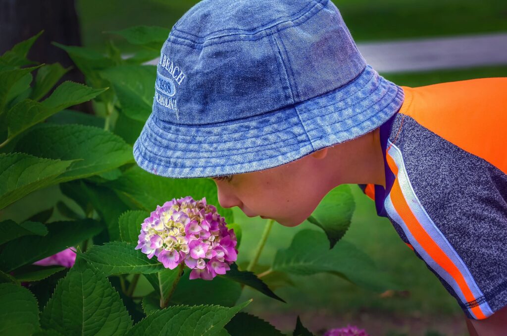 アジサイの花のにおいをかぐ少年