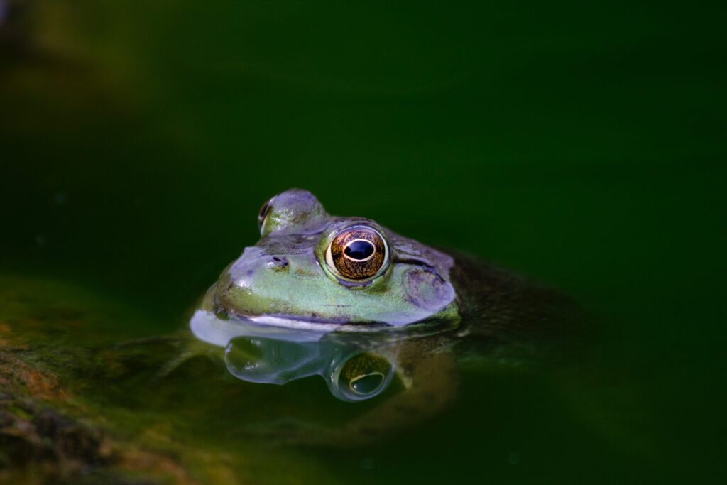 池の中から顔を出すカエル