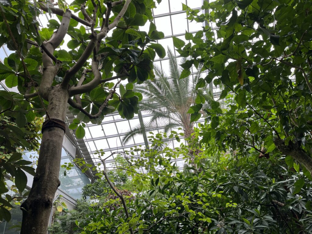 板橋区立熱帯環境植物館の温室