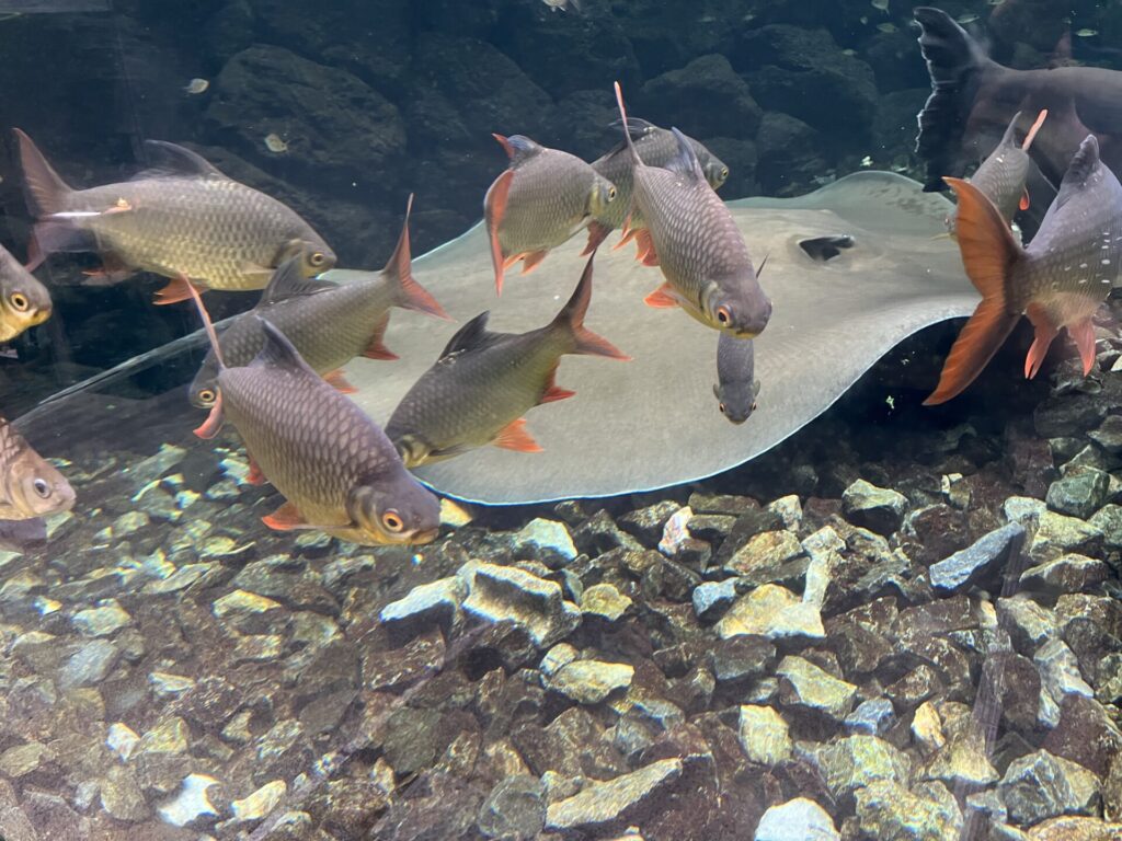 板橋区立熱帯環境植物館のチャオちゃんと魚たち