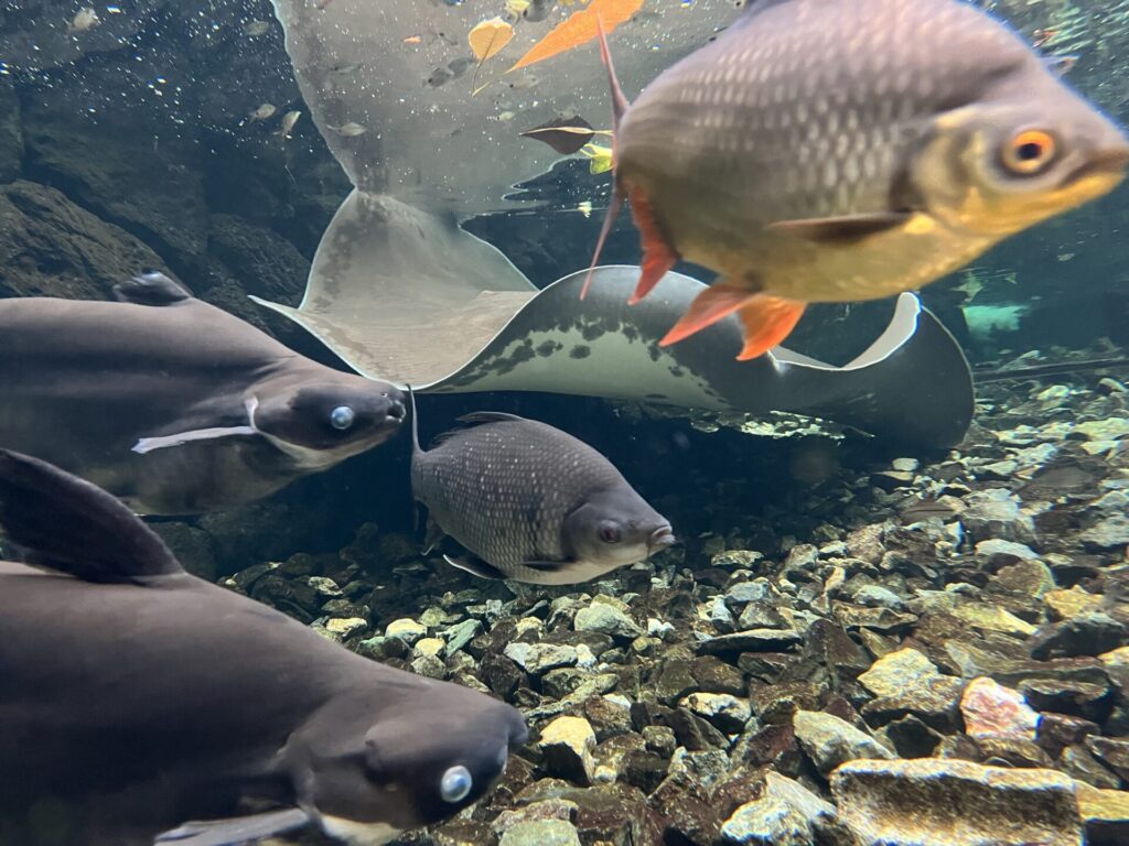 板橋区立熱帯環境植物館のチャオちゃんと魚