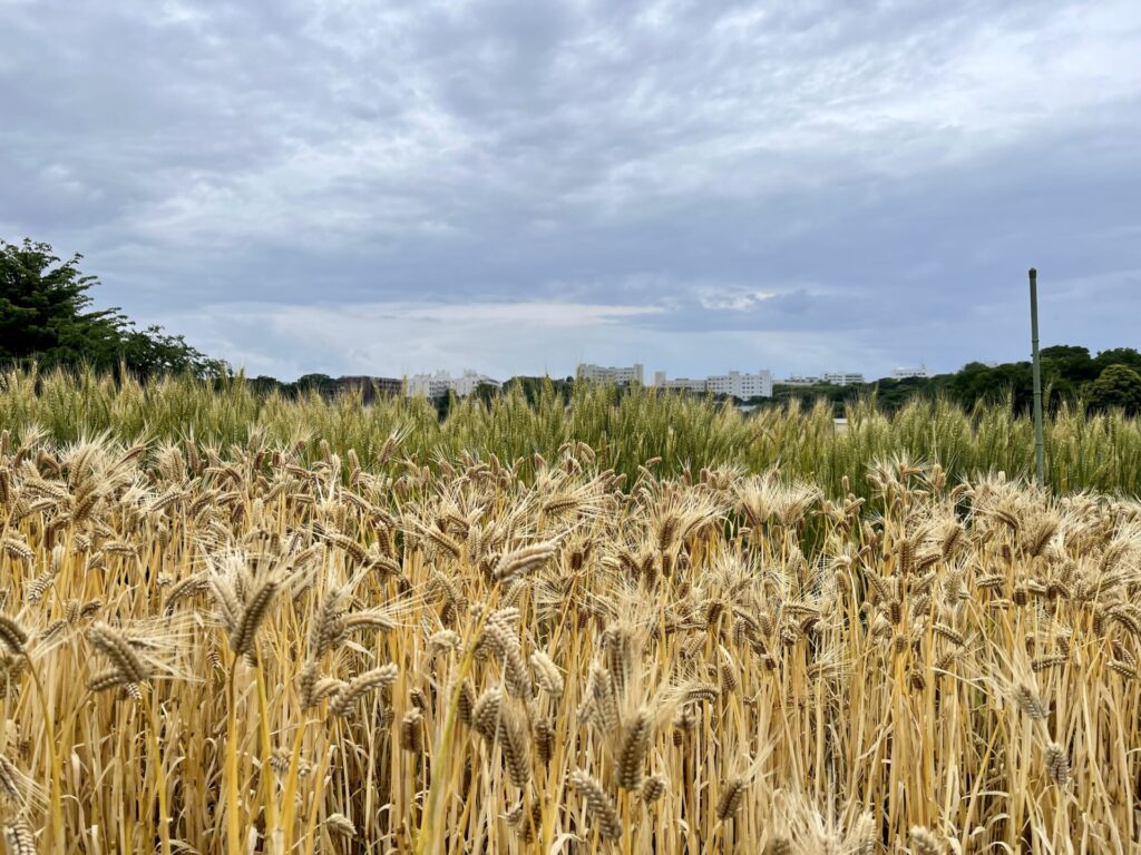 子どもと自然体験農作業業体験大麦小麦畑